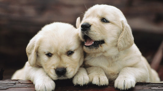Bringing Home a New Puppy: Your Comprehensive Guide