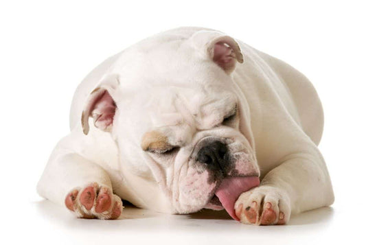 Unraveling the Mystery: Why Do Dogs’ Paws Smell Like Corn Chips?