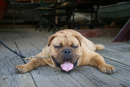 Expert Guide: Safeguarding Your Furry Friends from Summer’s Sweltering Grasp