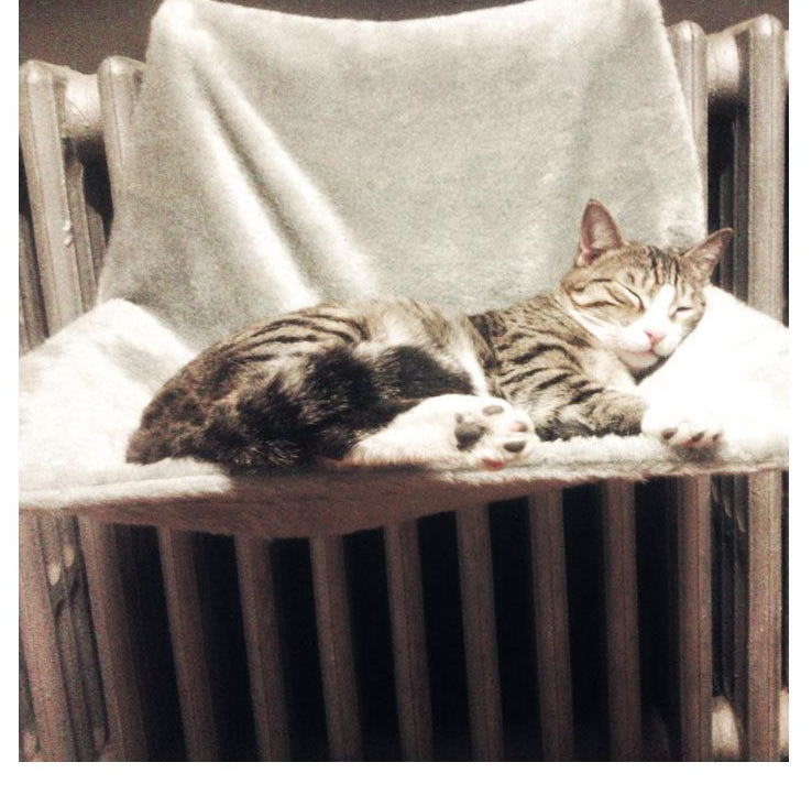 Cat Hammock Hanging Chair