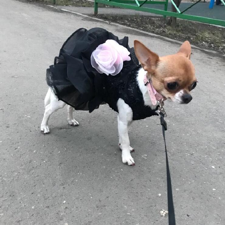 Formal Dog Wedding Dress
