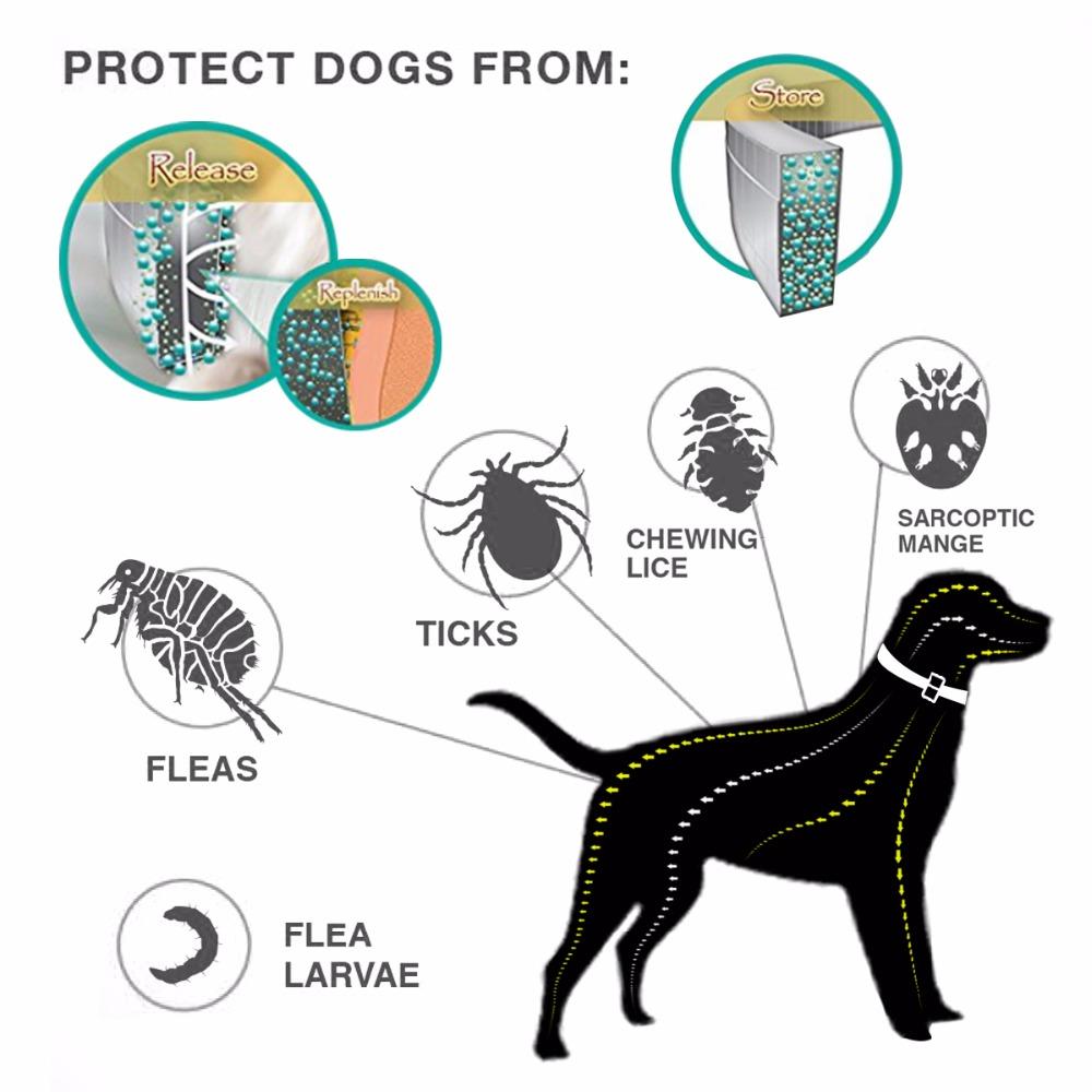 DEWEL Proguard + Flea and Tick Collar