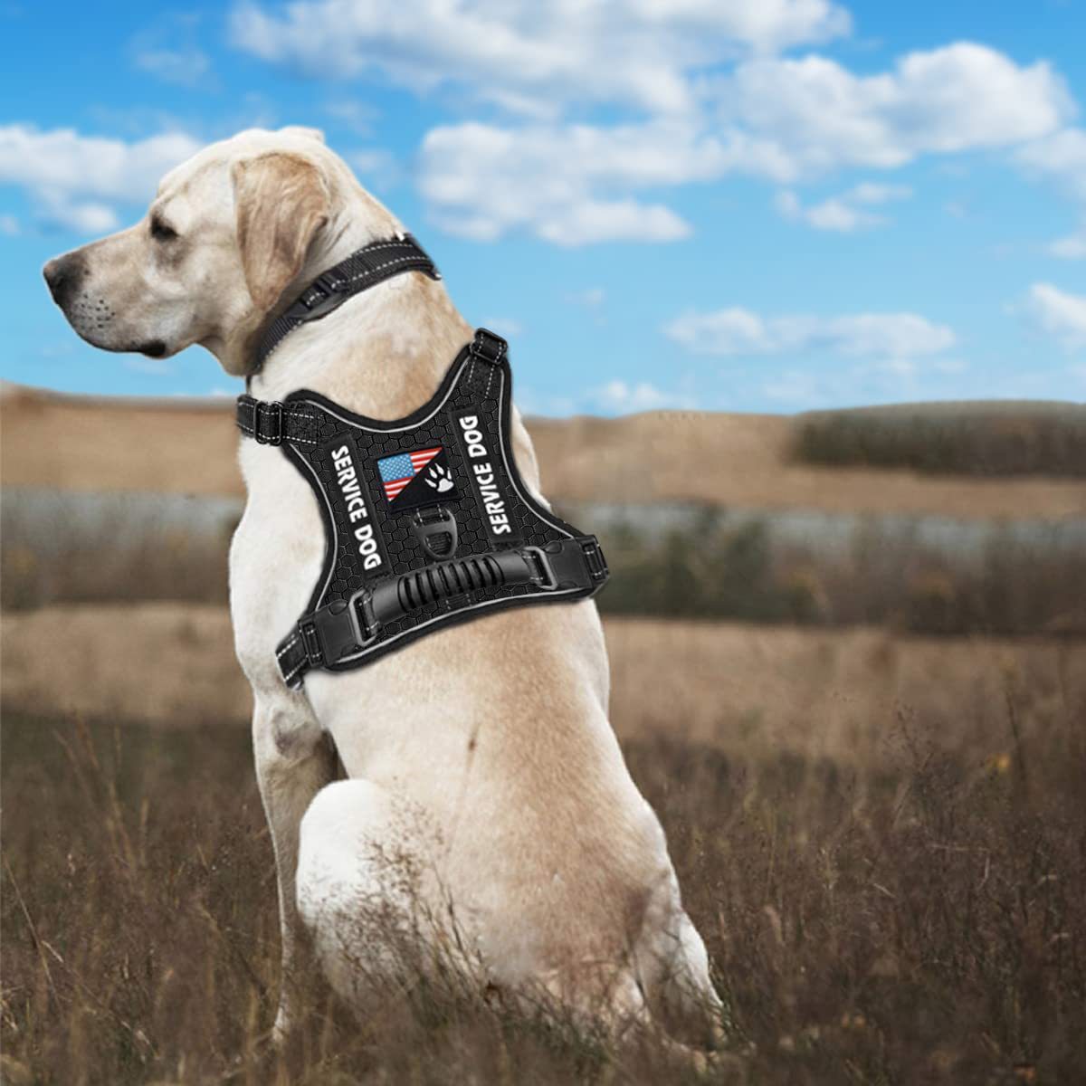 Dog Harness with Rope Leash